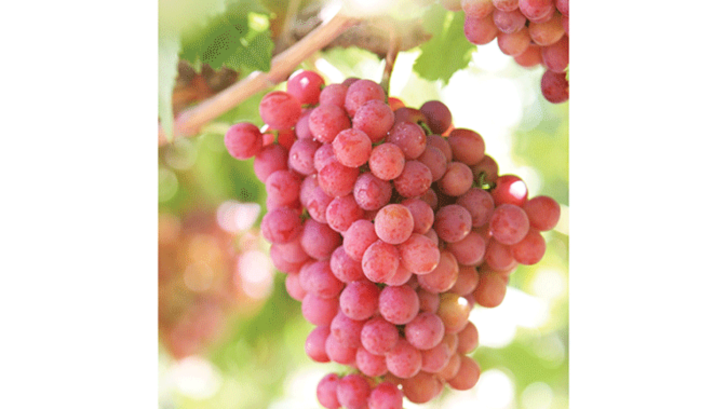 Drought stressing Chilean fruit growers - The Packer