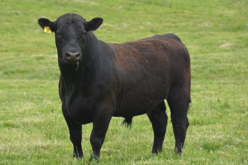 BT_Angus_Bull