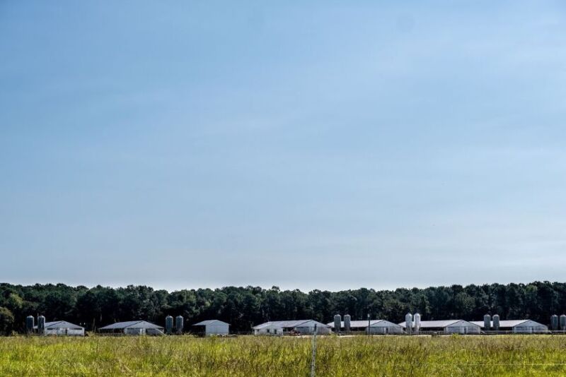 North Carolina Pig Farm