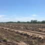 Texas onion harvest 