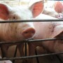 Pigs serve as a vital part of medical research and advancements in technology, including a recent study at Yale University that challenges the definition of organ and cell death.
