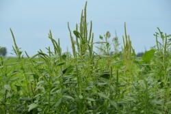 Weeds in a field