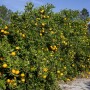 Florida citrus