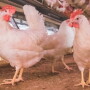 White hens