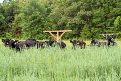 Mississippi_Cattle