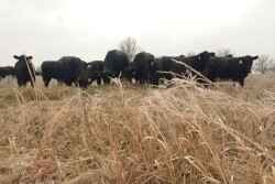 BT_Ice_Cattle_Winter