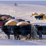 Bale Grazing