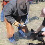 Calf vaccinations on the ranch.