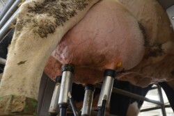 DT_Dairy_Udder_Parlor_Teats