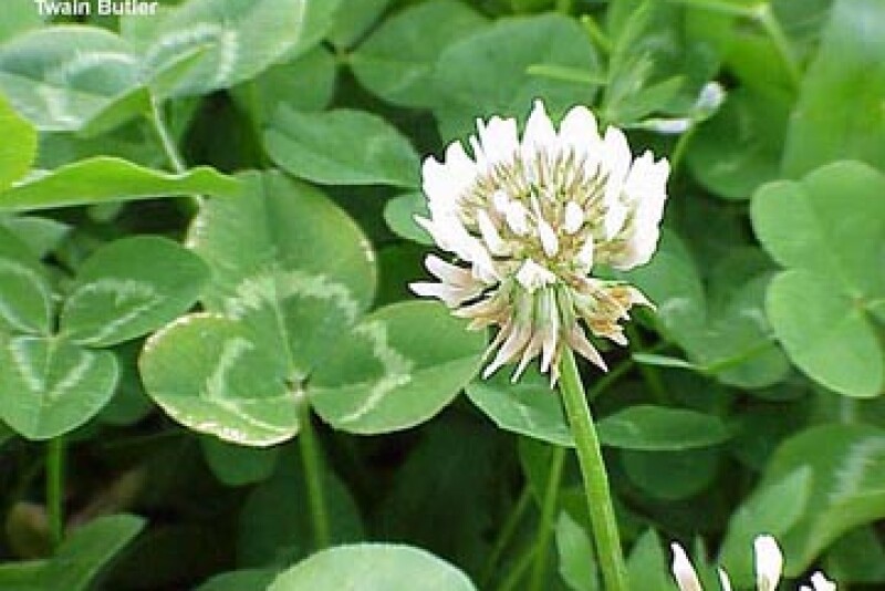 white_clover