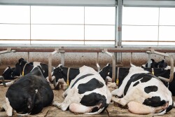 Cows Resting_AdobeStock