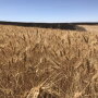 A copious winter wheat crop in northern Oregon was in the wildfire's path this week, resulting in thousands of acres destroyed from the fire. 