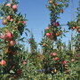 In the late 1980s, the industry faced the “Alar scare”—alarm over a chemical used to keep apples on the tree longer to boost shelf life. High-profile media exposure during this era spread misinformation on a grand scale.