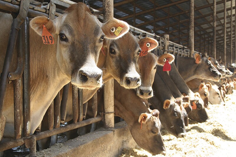 California_dairy_cows