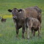 BT_Cow_Calf_Nursing