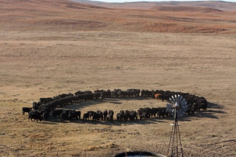 BT_Nebraska_Cows