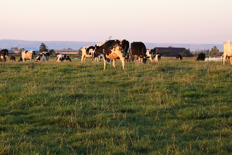 Central Oregon pastures