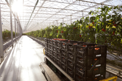 Eight columns of black containers, stacked four rows high, are filled with tomatoes. The containers are on a loading cart inside a large tomato greenhouse.