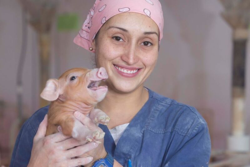 Employee on sow farm holding piglet