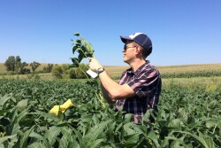 Tony Dahlman of USDA/NASS scouts soybeans on the 2016 Pro Farmer Midwest Crop Tour