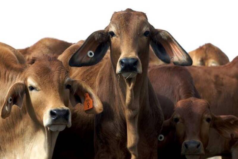 Australia_Cattle