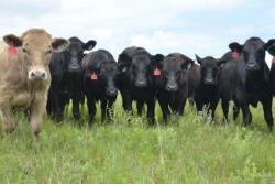 Grass steers