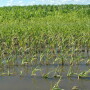 Too much water has stunted corn growth.