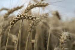 Wheat_Bloomberg
