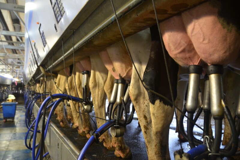 The top six U.S. cow number states account for more than half of total U.S. production.
