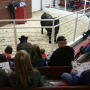 BT_Bull_Sale