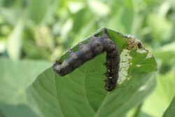 With increasing resistance to pyrethroids, this bioinsecticide provides a new mode of action (Group 31) to control earworms. Its application timing is to target corn earworms at first appearance. 