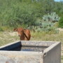 Water Tank Calf