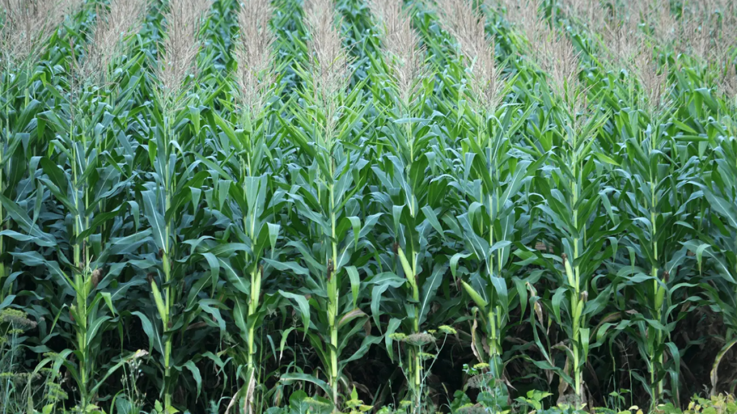 Corn Row Spacing: Key Benefits and Challenges for Growers - AgWeb