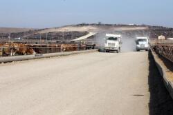 BT_feedyard_dust_feeding_3