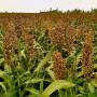 Generally, farms will wait for forage sorghum to go to seed and dry down to an acceptable moisture prior to harvest. 