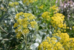 Bupleurum_Adobe Stock