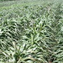 Hybrid-Pearl-Millet-High-Plains-2013