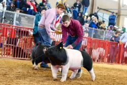 Kaden Mason Crossbred Barrow