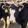 Heifer UArk
