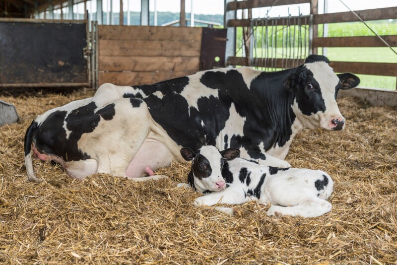 Many dairies administer calcium boluses to fresh cows in an effort to boost systemic calcium levels and stave off milk fever.