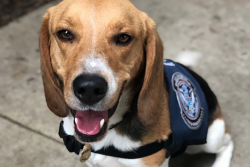 African swine fever is a prime example of a non-zoonotic disease that, if it were to enter the U.S., would deliver a crushing economic blow. The Beagle Brigade works hard to keep pork and pork products from other countries from entering the U.S. to prevent the introduction of FADs.
