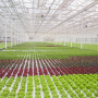 Tanimura & Antle promotes sales team members