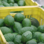 West Pak Avocado Inc. , has three new organic brands, each one representing a unique segment: health-conscious consumers, local produce in California, and single-serving sized fruit.