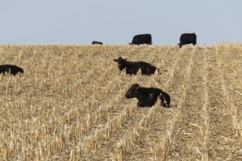 University of Nebraska researchers recently conducted a two-year study to evaluate the effects of grazing on subsequent yields and nutrient removal from baling at five locations in Nebraska. 