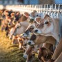 Jersey cows
