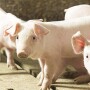 Feeder pigs