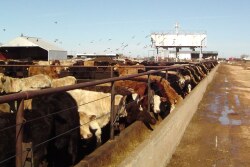 In any load of high-risk calves, susceptibility to BRD can vary widely, creating potential for more targeted treatments upon arrival.