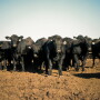 Cash fed cattle trade was slow.