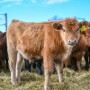 Feeder Calves