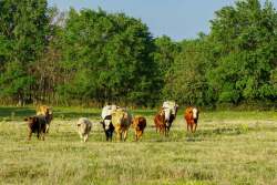 Rainbolt Ranch, Texas